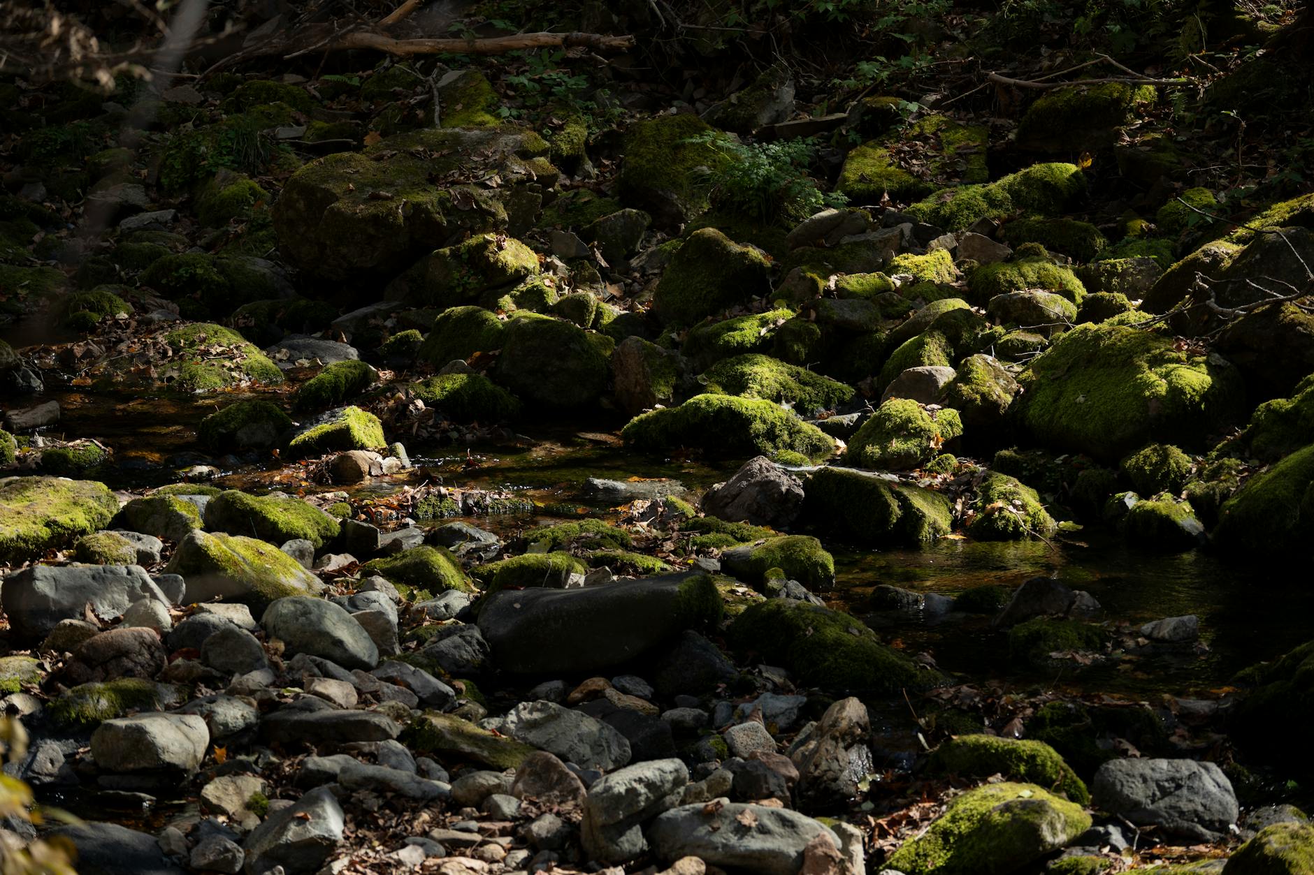 Bachlauf im Naturpark